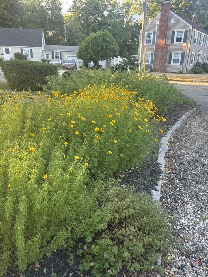An established garden ready to be weeded