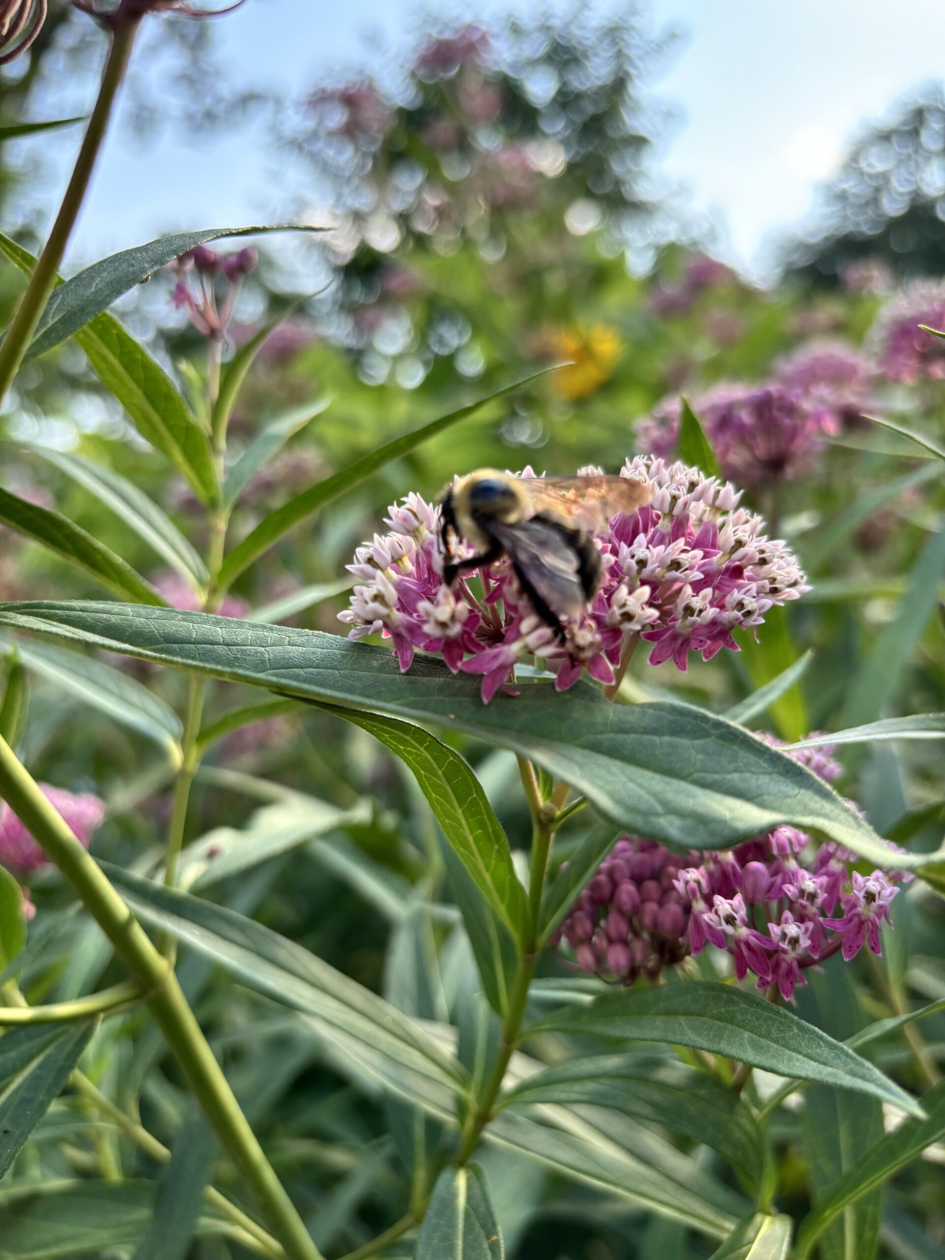 A milkweed planted by Bountiful Yards
